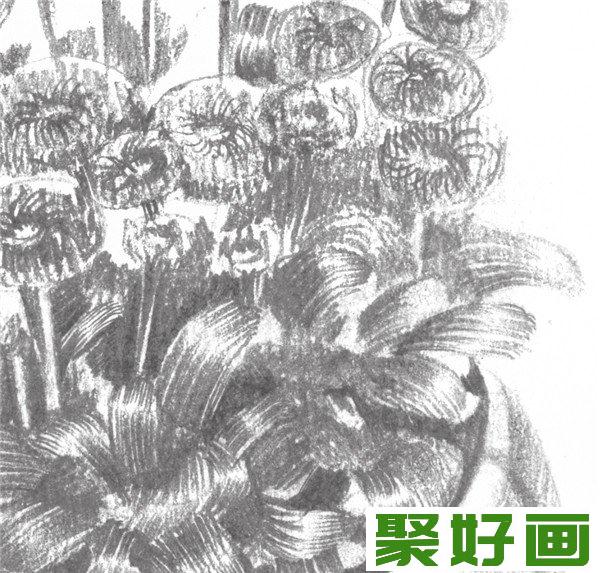 素描邹菊花要点