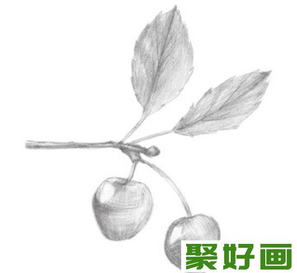 素描小樱桃枝铺色