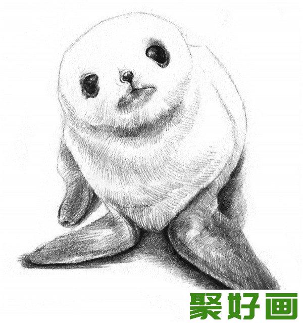 素描海豹明暗关系