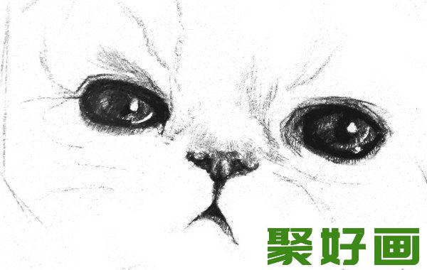 素描猫咪鼻子