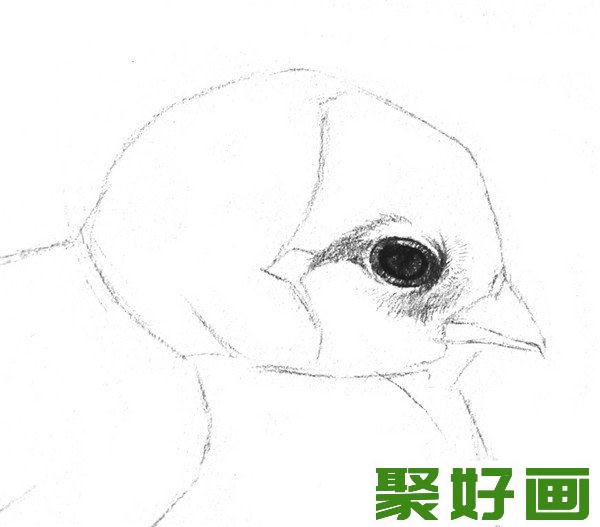 素描小鸡眼睛