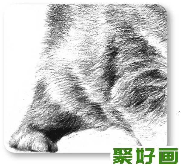 素描动物小猫咪