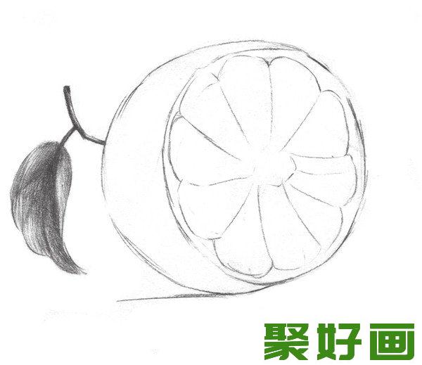 素描橙子叶子纹理