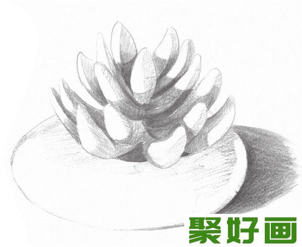 素描植物多肉整体细画