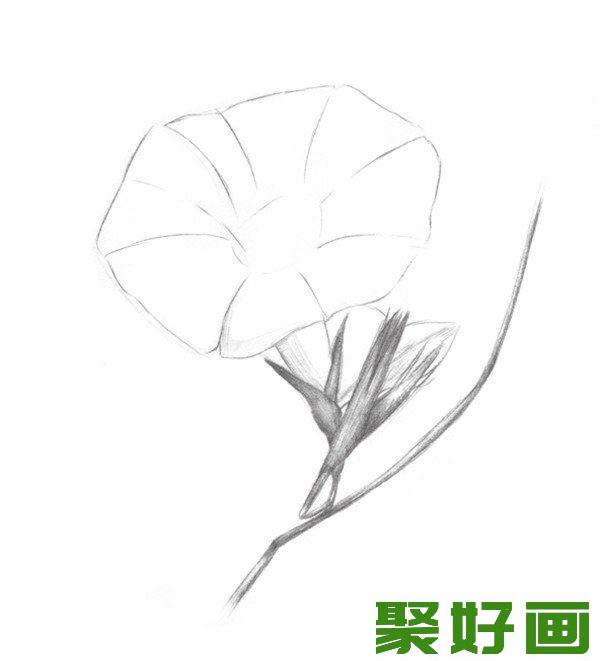 素描喇叭花画法