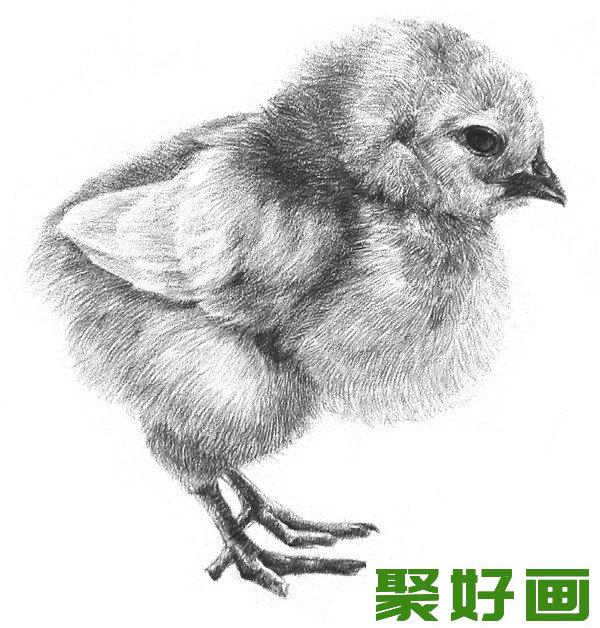 小鸡素描细节