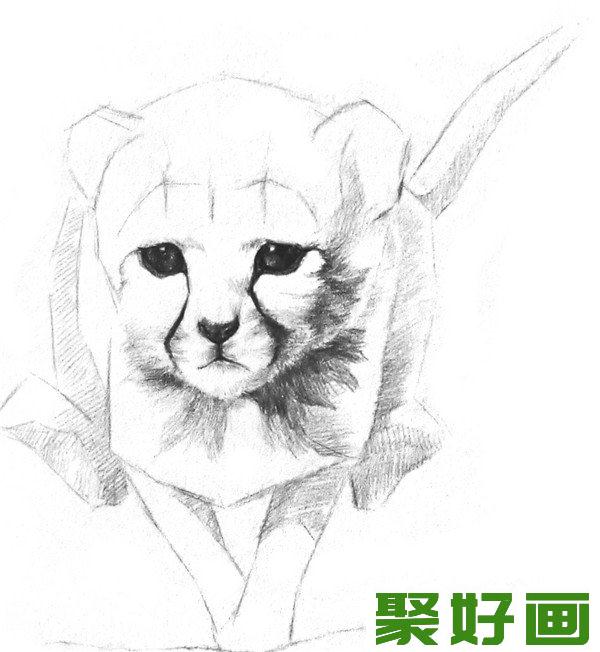 素描小猎豹详细