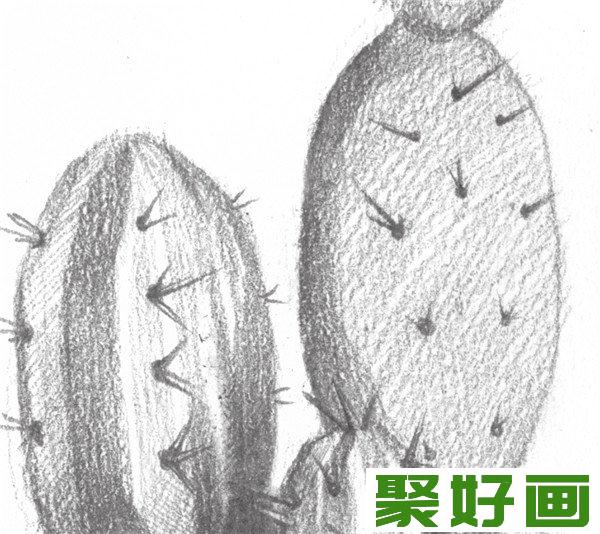 素描仙人掌刺