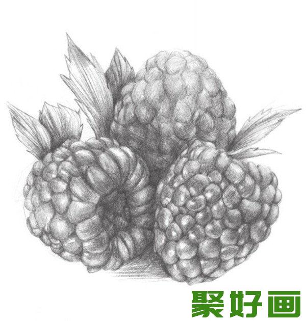 树莓素描图片