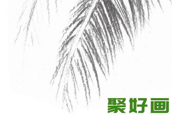 素描椰子树叶绘制要点