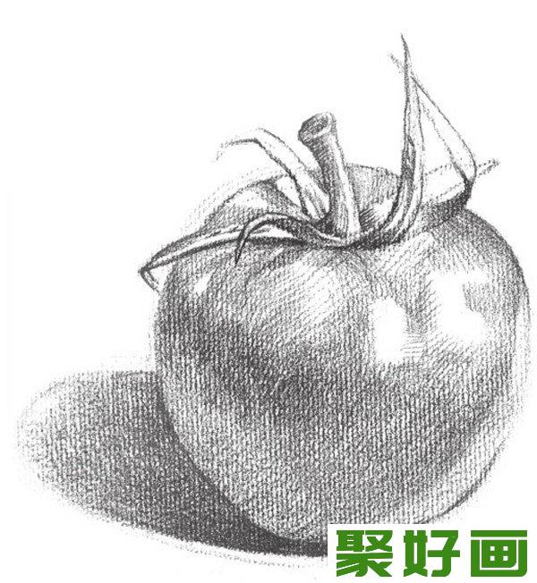 素描西红柿图片