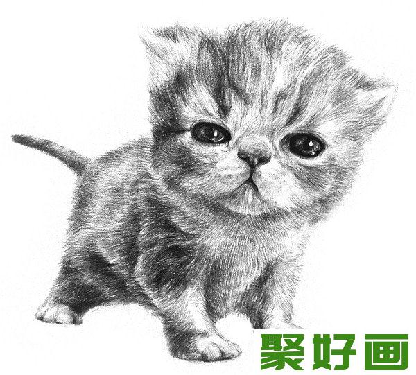 素描动物小猫咪