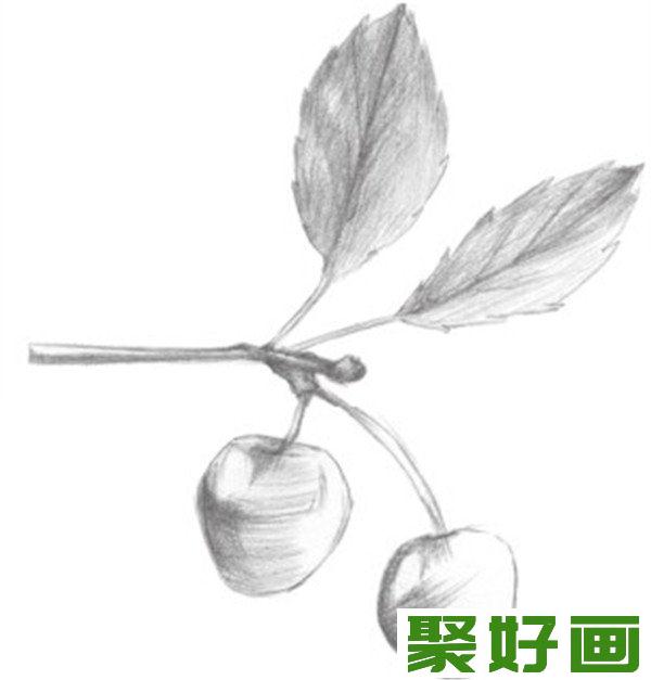 素描小樱桃枝暗部