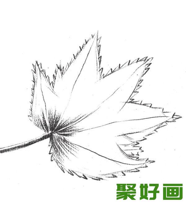 素描枫叶的茎