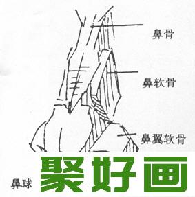 素描头像五官比例问题