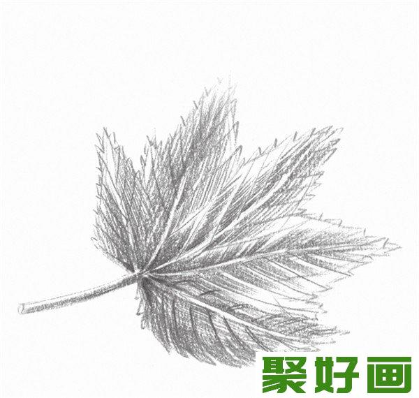 素描枫叶细节刻画