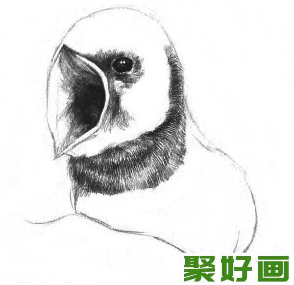 素描小燕子脖子