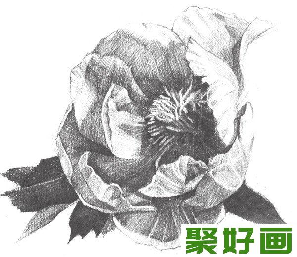 素描牡丹花