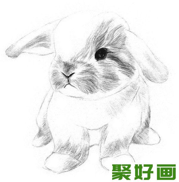 素描兔子头部毛发