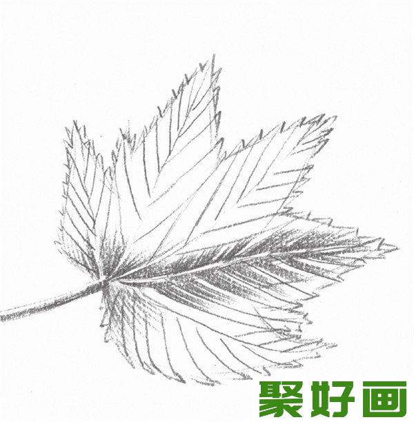 素描枫叶的茎及固有色