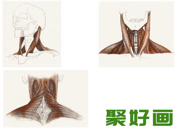 素描教程：人物素描半身像技巧