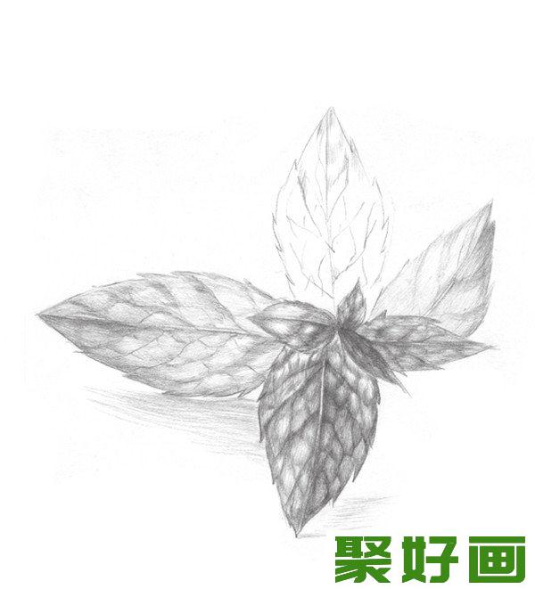 素描薄荷叶明暗对比