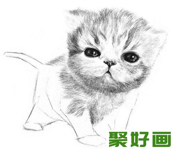 素描动物小猫咪