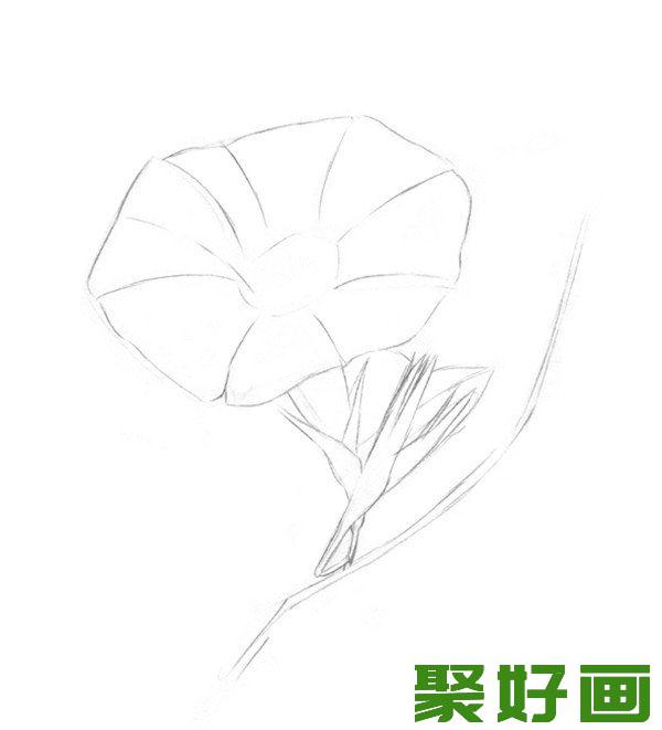 素描喇叭花技法