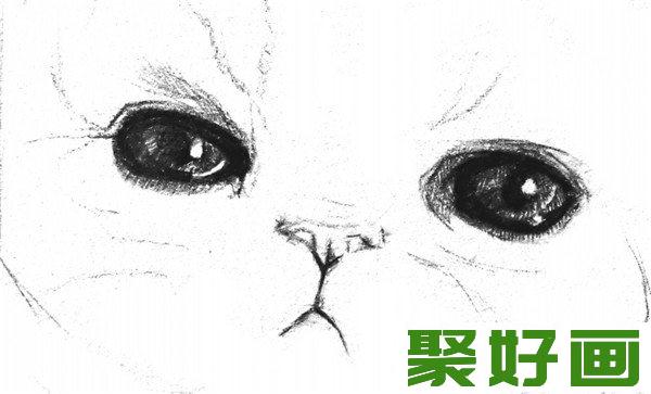 素描动物猫咪瞳孔