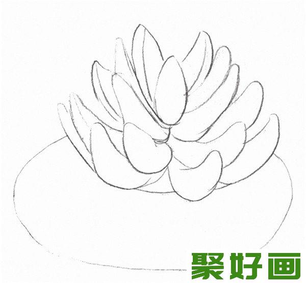 素描植物多肉线条勾画