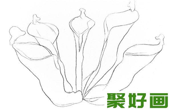 素描瓶子草