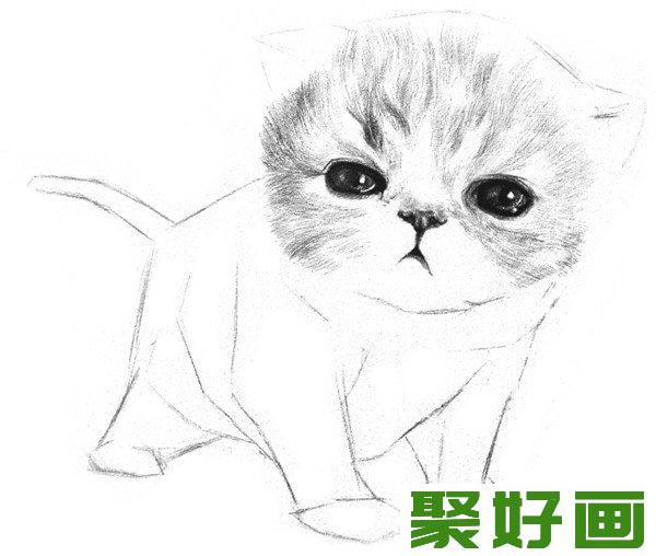 素描动物小猫咪