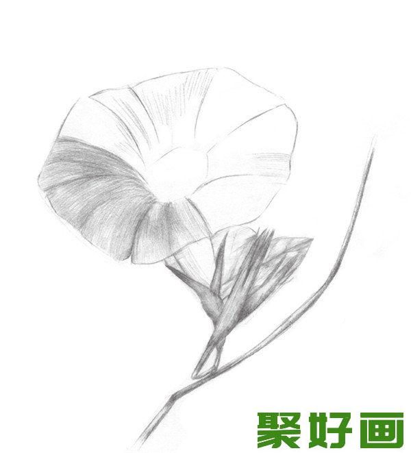 素描喇叭花教程