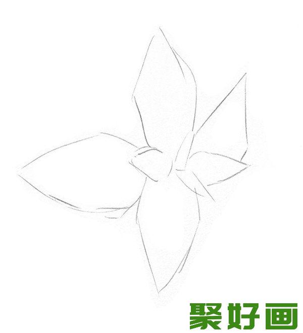 素描薄荷叶初步轮廓