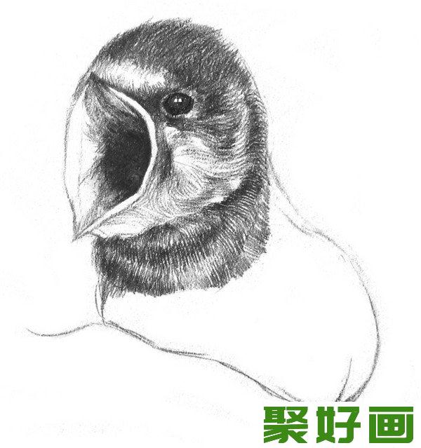 素描小燕子头部毛发