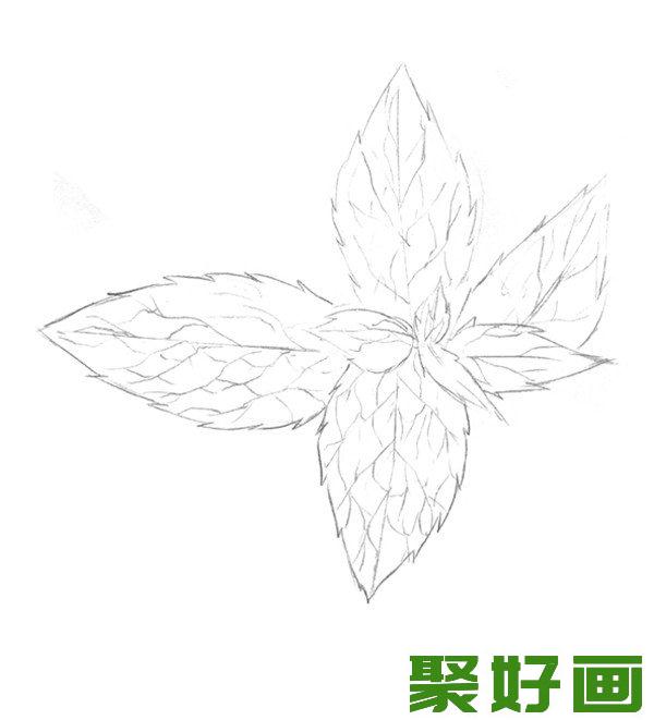 素描薄荷叶整体轮廓