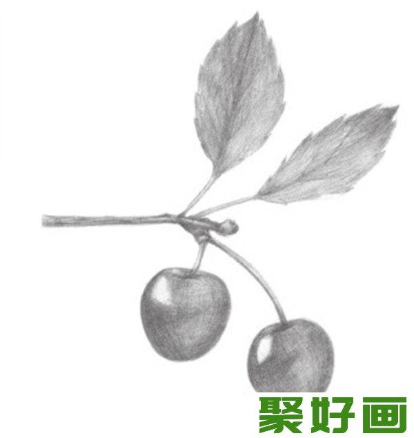 素描小樱桃枝细节