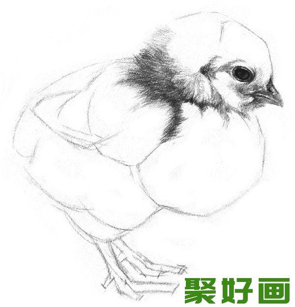 素描小鸡绒毛