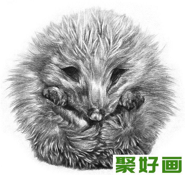 素描小刺猬