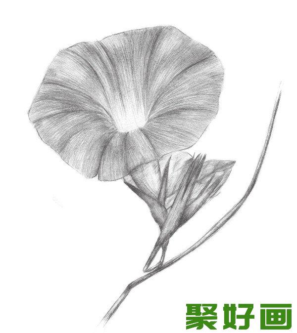 素描喇叭花