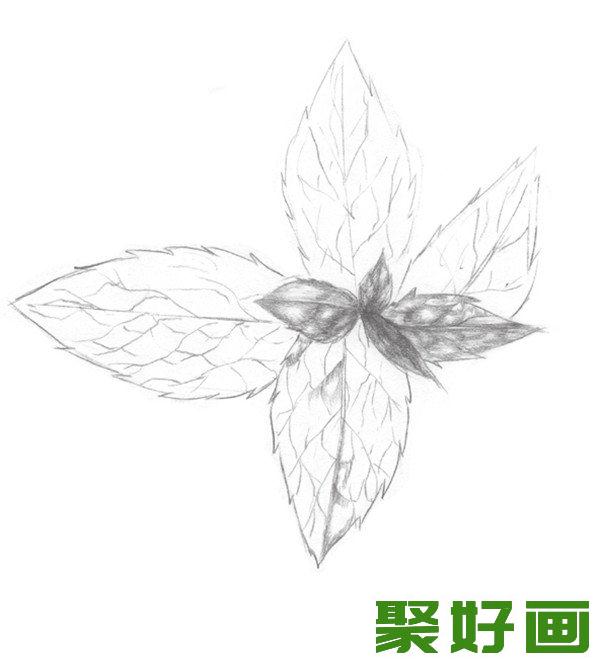 素描薄荷叶纹路