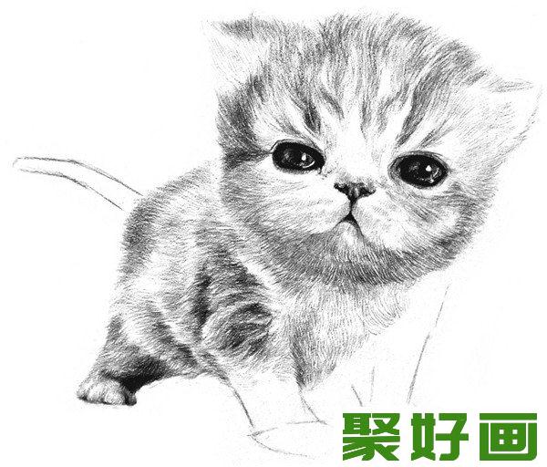 素描动物小猫咪