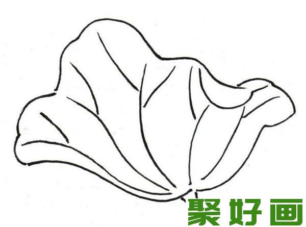 白描荷花叶子形态