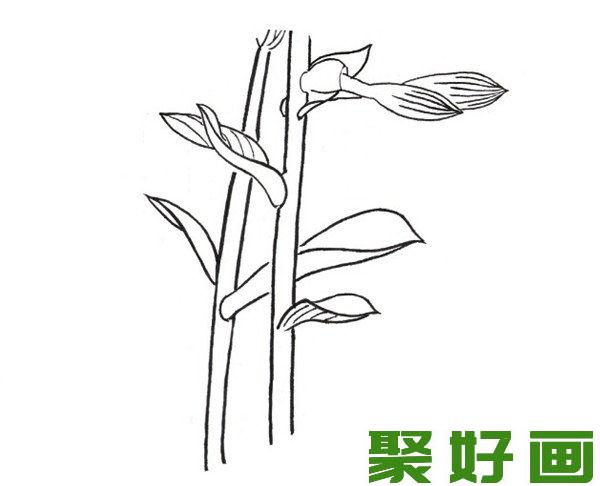 白描玉簪花枝干