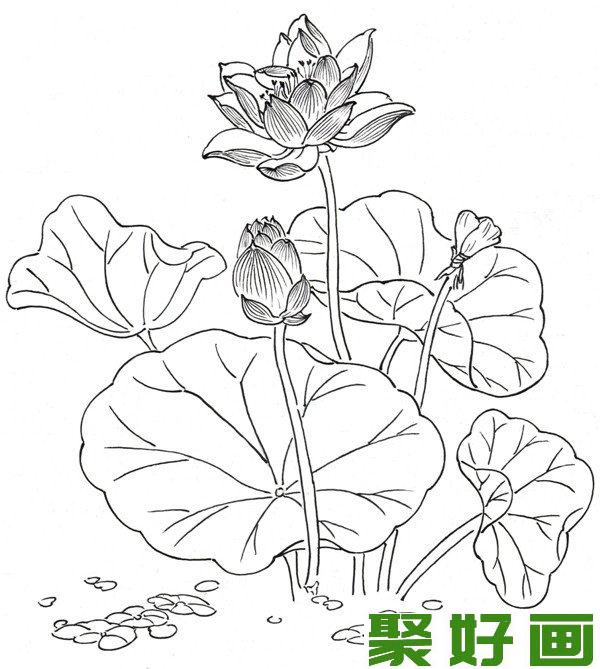 白描荷花画法