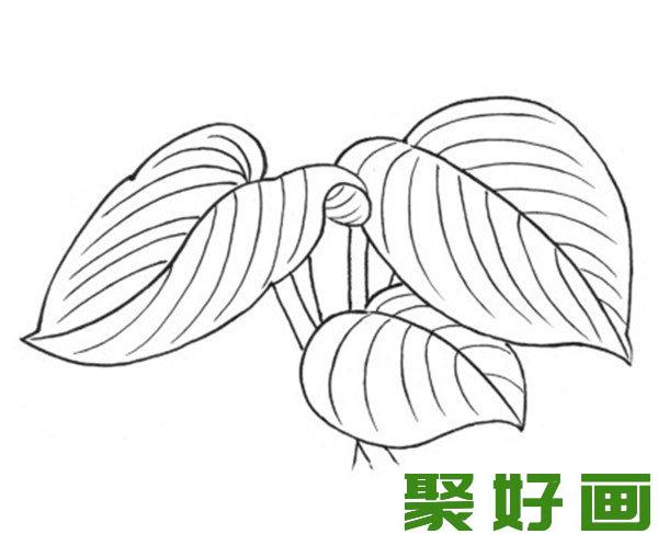 白描玉簪花叶子叠加