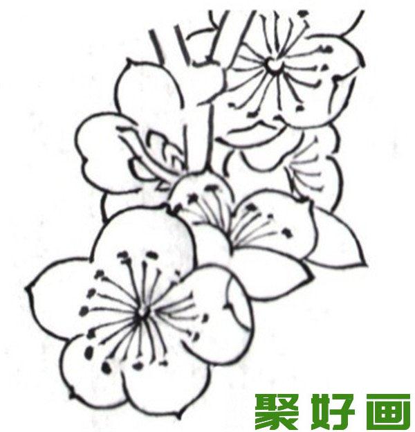 白描梅花花枝