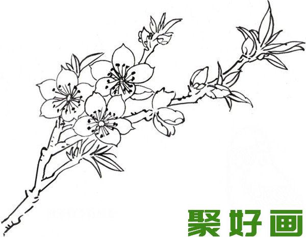 白描海棠花图片