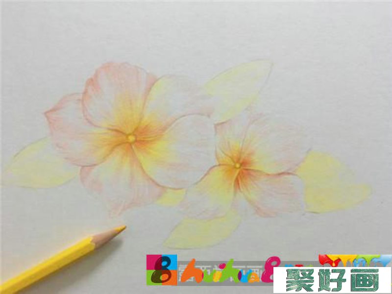 胭脂花彩铅画