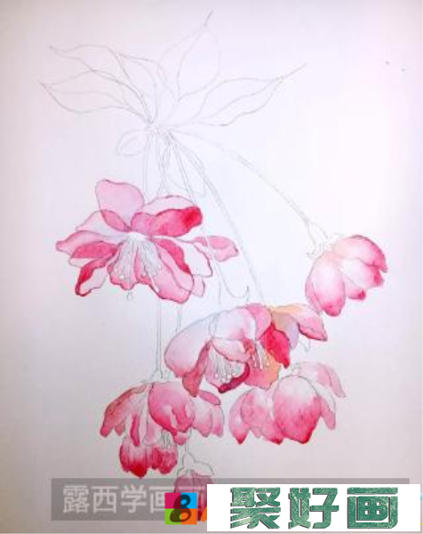 水彩画海棠花